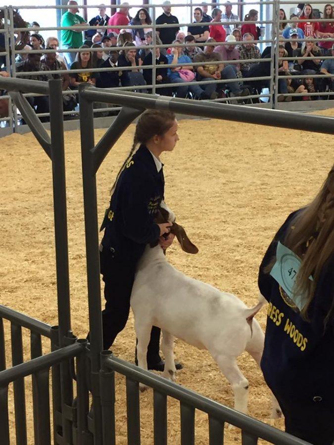 Nicole Broussard took 5th place in Class 7 for her Market Goat. Her goat was purchased by Flying M at the premium sale.